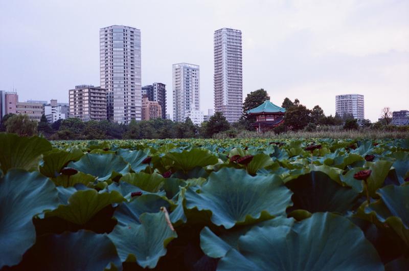 Tokyo : carnet de voyage